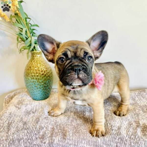 Summer, Frenchton Puppy