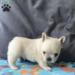 Benji, French Bulldog Puppy