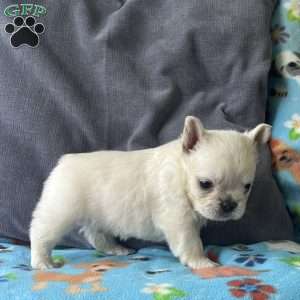Benji, French Bulldog Puppy