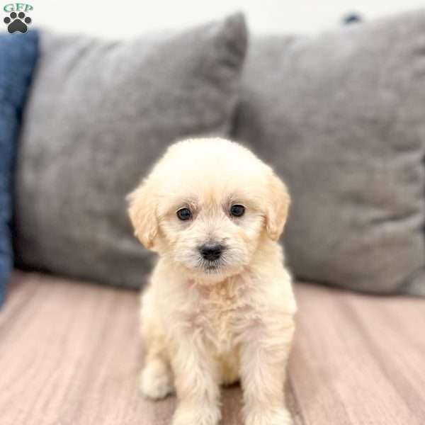 Betty, Mini Goldendoodle Puppy