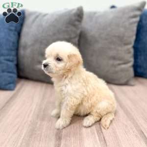 Betty, Mini Goldendoodle Puppy