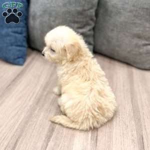Betty, Mini Goldendoodle Puppy