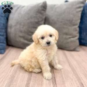 Betty, Mini Goldendoodle Puppy