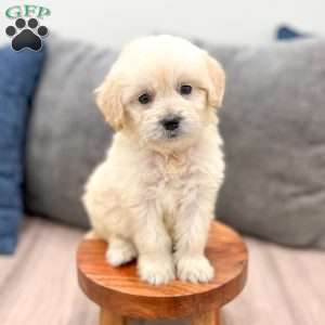 Betty, Mini Goldendoodle Puppy