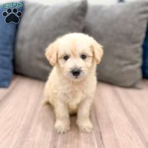 Beauty, Mini Goldendoodle Puppy