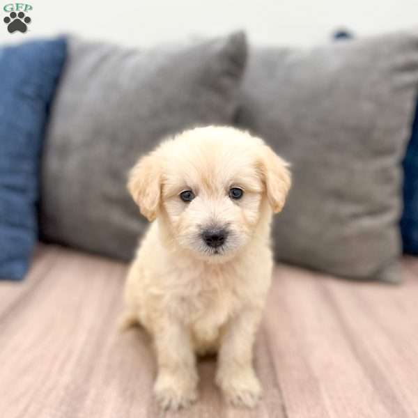 Beauty, Mini Goldendoodle Puppy