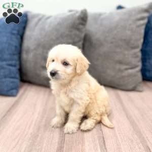 Beauty, Mini Goldendoodle Puppy