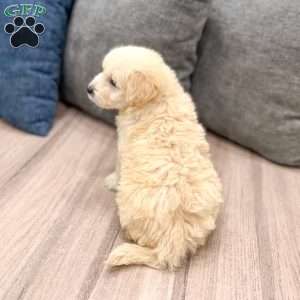 Beauty, Mini Goldendoodle Puppy