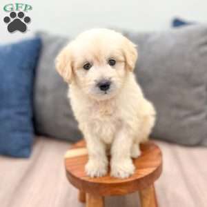 Beauty, Mini Goldendoodle Puppy