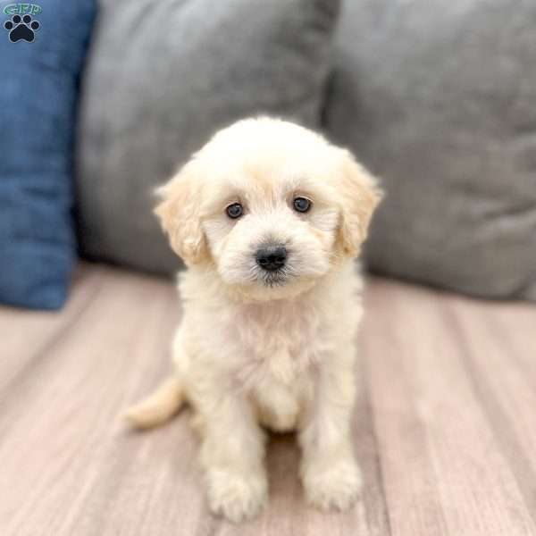 Bella, Mini Goldendoodle Puppy