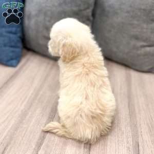 Bella, Mini Goldendoodle Puppy