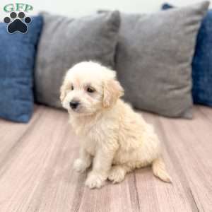 Bella, Mini Goldendoodle Puppy