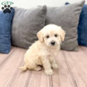 Bella, Mini Goldendoodle Puppy