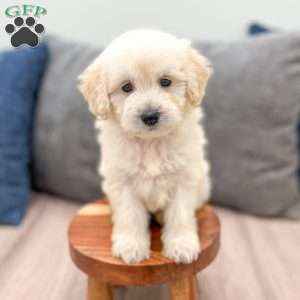 Bella, Mini Goldendoodle Puppy