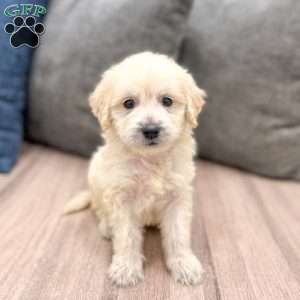 Baxter, Mini Goldendoodle Puppy