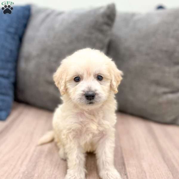 Baxter, Mini Goldendoodle Puppy