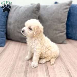 Baxter, Mini Goldendoodle Puppy