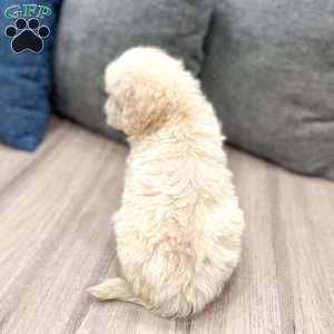Baxter, Mini Goldendoodle Puppy