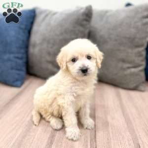 Baxter, Mini Goldendoodle Puppy