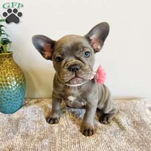 Brooke, Frenchton Puppy