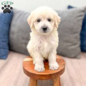 Baxter, Mini Goldendoodle Puppy