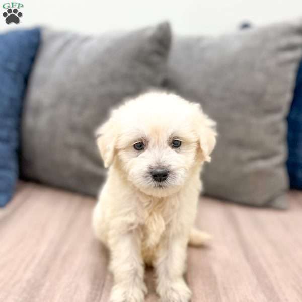 Benny, Mini Goldendoodle Puppy