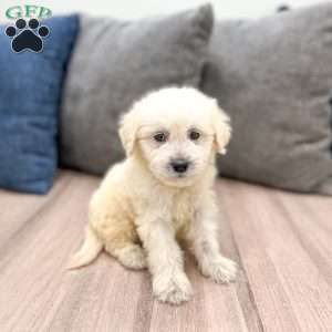 Benny, Mini Goldendoodle Puppy