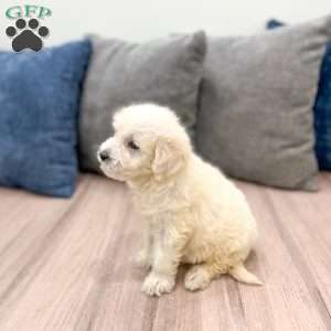 Benny, Mini Goldendoodle Puppy
