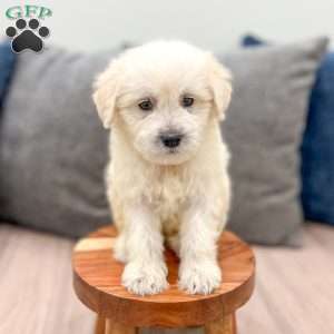 Benny, Mini Goldendoodle Puppy