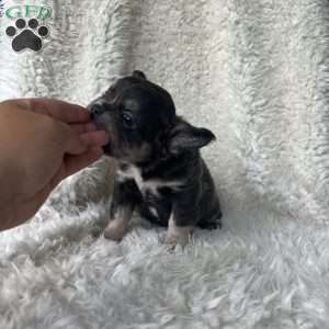 Sasha, French Bulldog Puppy