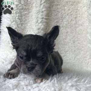 Sasha, French Bulldog Puppy
