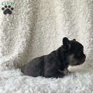 Sasha, French Bulldog Puppy