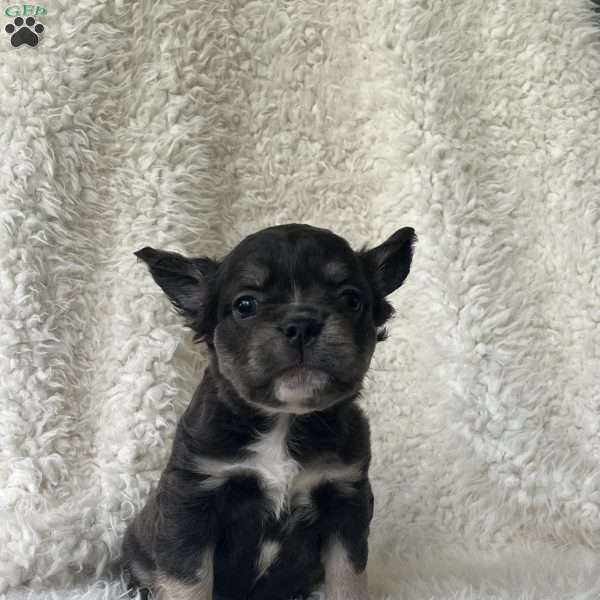 Sasha, French Bulldog Puppy