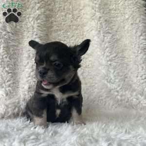 Sasha, French Bulldog Puppy