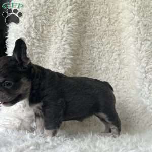 Sasha, French Bulldog Puppy