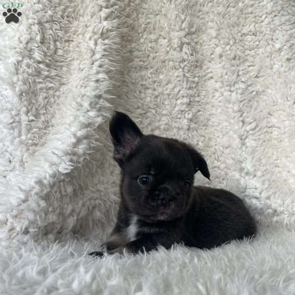 Shay, French Bulldog Puppy
