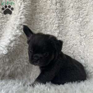Shay, French Bulldog Puppy