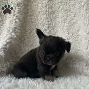Shay, French Bulldog Puppy