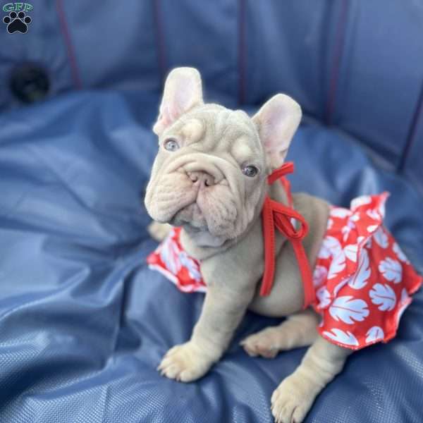 Kirby, French Bulldog Puppy