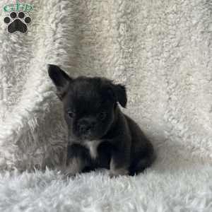 Shay, French Bulldog Puppy