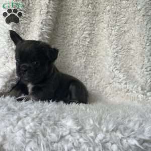 Shay, French Bulldog Puppy