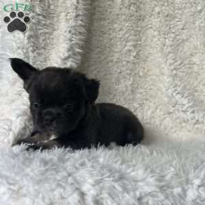 Shay, French Bulldog Puppy