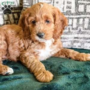 Rory, Cockapoo Puppy