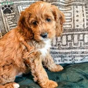 Rory, Cockapoo Puppy
