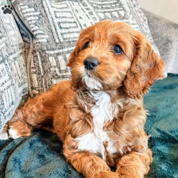 Rory, Cockapoo Puppy