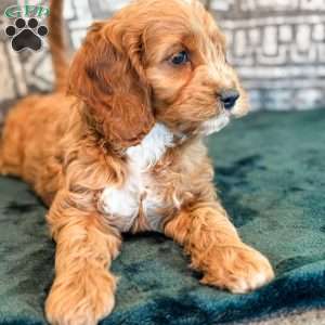 Rory, Cockapoo Puppy