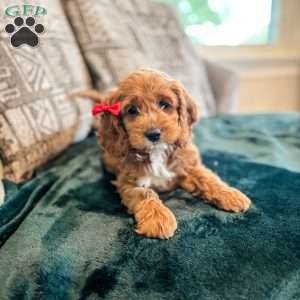 Rory, Cockapoo Puppy