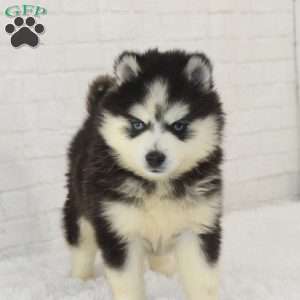 Logan, Pomsky Puppy
