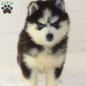 Logan, Pomsky Puppy