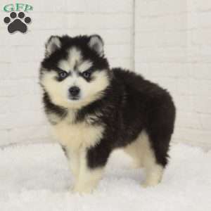 Logan, Pomsky Puppy